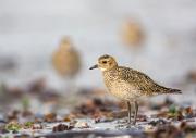Goldregenpfeifer - Golden Plover (Pluvialis apricaria)
